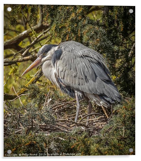 Grey Heron Perched on a nest Acrylic by Philip Pound