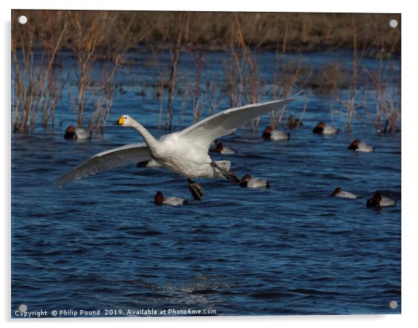 Whooper Swan Landing  Acrylic by Philip Pound