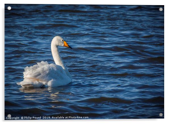 Whooper Swan on Wetlands Acrylic by Philip Pound