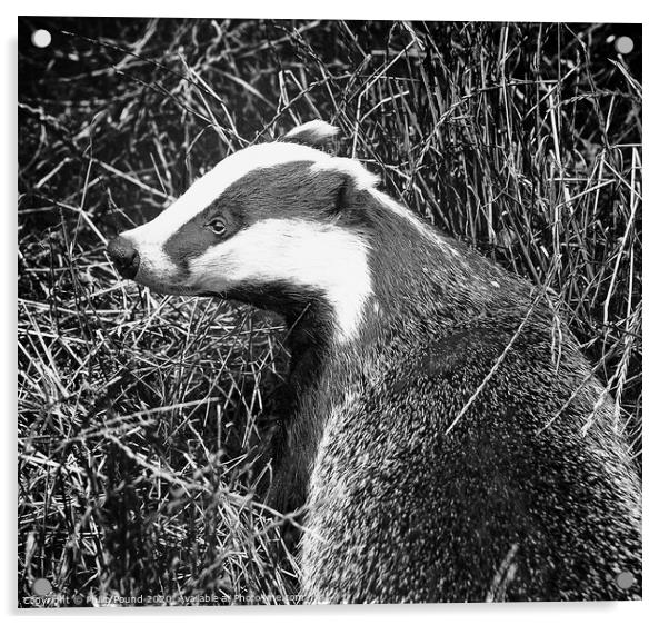 Badger Black and White Portrait Acrylic by Philip Pound