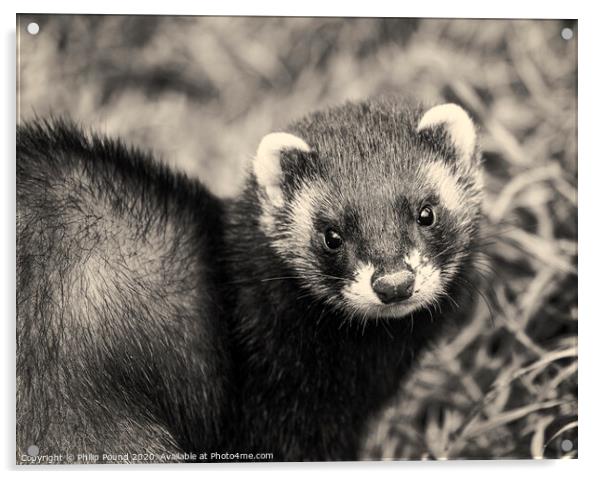 Black and white polecat Acrylic by Philip Pound