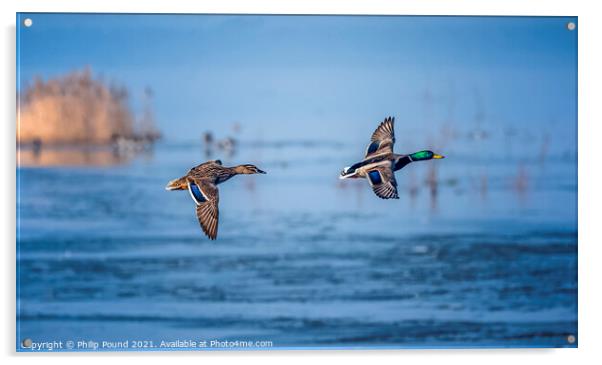 Mallard Ducks in Flight Acrylic by Philip Pound