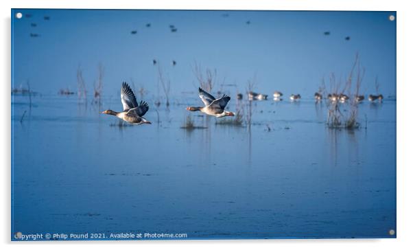 Two Grey Lag Geese in Flight Acrylic by Philip Pound