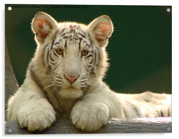 White Tiger Cub Acrylic by Andie Weston