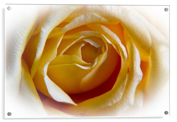 Only a rose Acrylic by Derek Corner