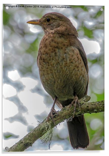 Juvenile Blackbird Acrylic by Derek Corner