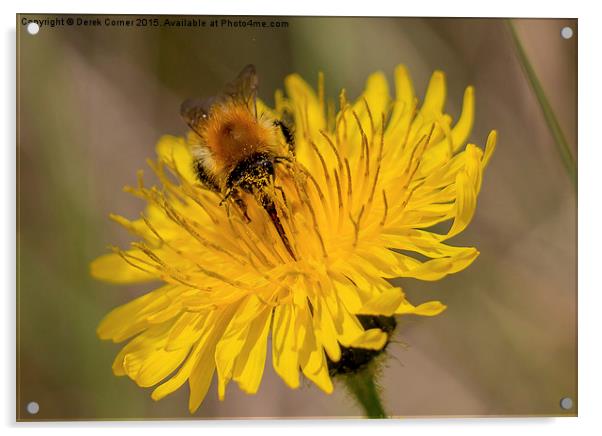  Carder bee on yellow flower Acrylic by Derek Corner
