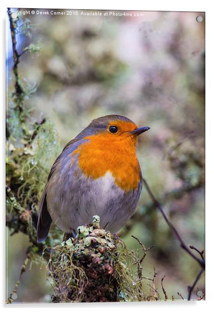  Robin in breeding plummage Acrylic by Derek Corner