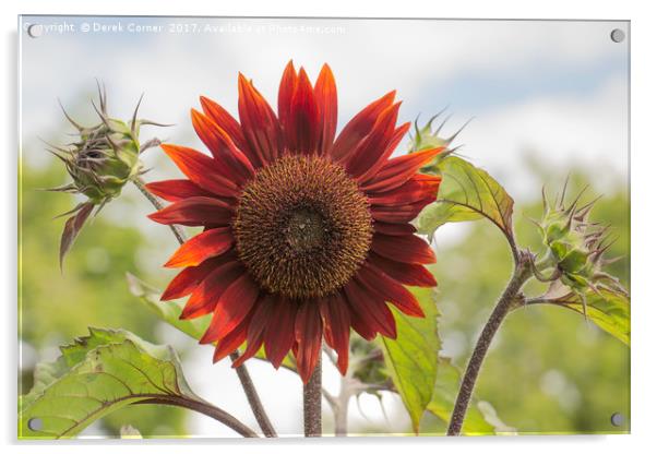 Sunflower Acrylic by Derek Corner