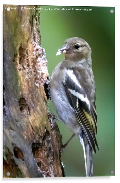 Chaffinch Acrylic by Derek Corner