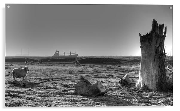 Sheep,Ship and Stump Acrylic by Brian Fuller