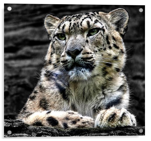 Snow Leopard Acrylic by Ian Lewis