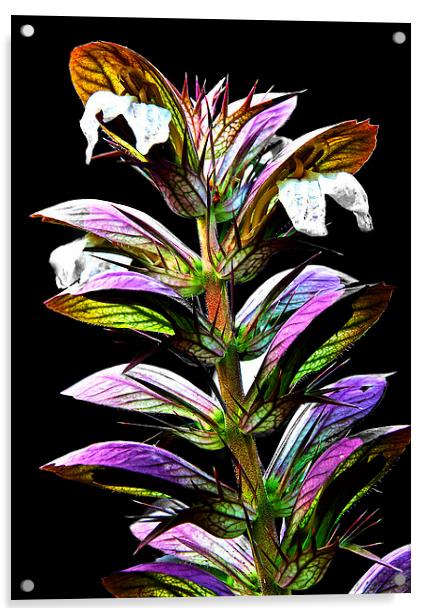 Acanthus Spinosus Acrylic by Ian Lewis
