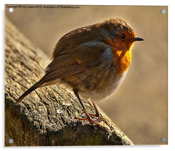 Winter Robin Acrylic by Ian Lewis