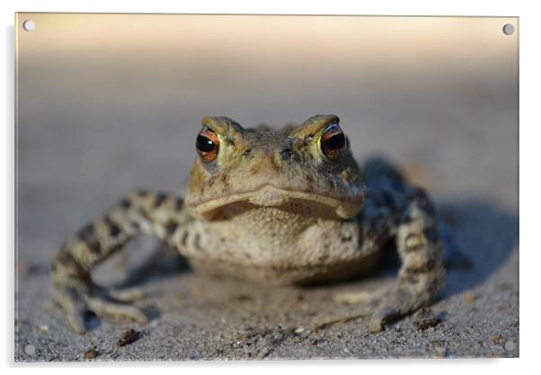 Toad Acrylic by Paul Betts