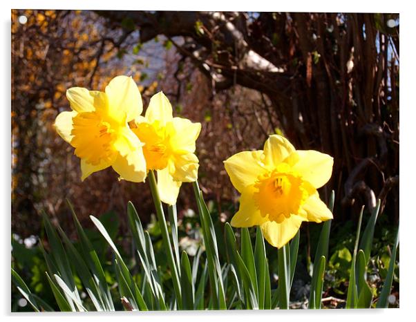 3 Daffodiles Acrylic by Marcus Gardner