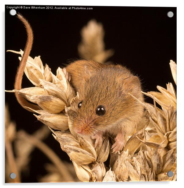 Harvest Mouse Acrylic by Dave Whenham