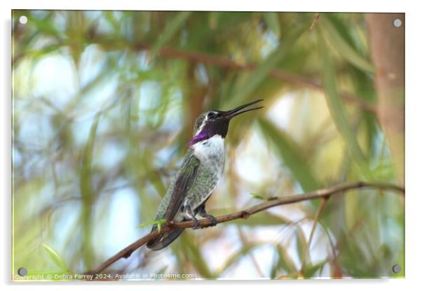 Lil Hummer Acrylic by Debra Farrey