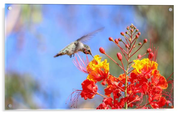 Hummingbird Acrylic by Debra Farrey