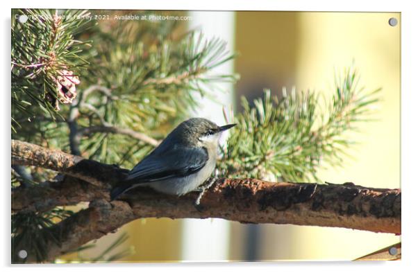 Chickadee Acrylic by Debra Farrey