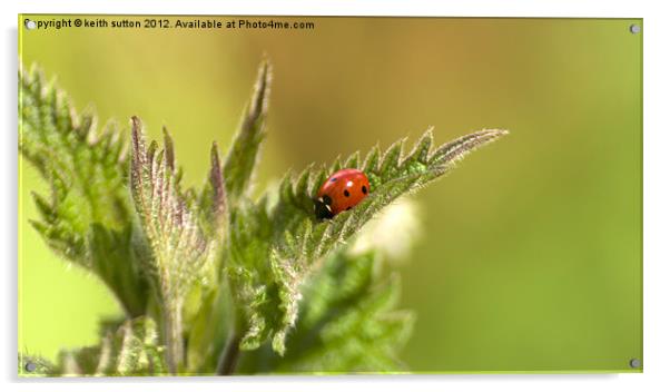 ladybird on nettle Acrylic by keith sutton