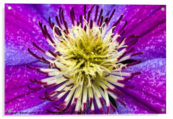 clematis Acrylic by keith sutton