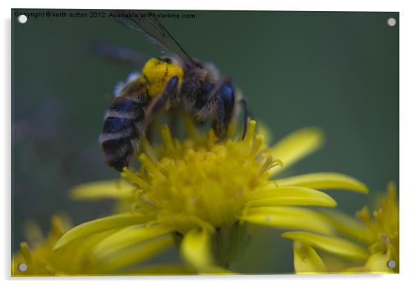 Mr honey bee Acrylic by keith sutton