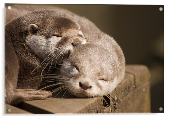 sleeping otters Acrylic by keith sutton