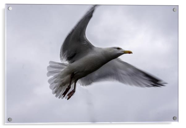Gull Acrylic by keith sutton