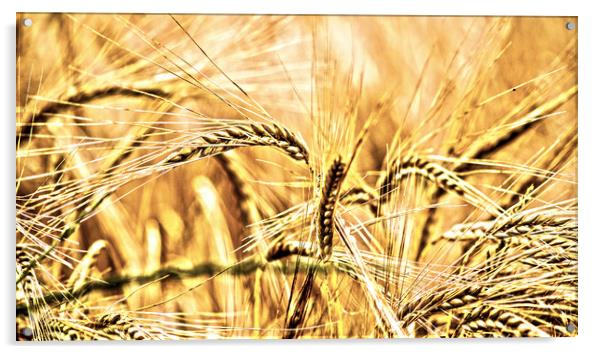 wheat Acrylic by keith sutton