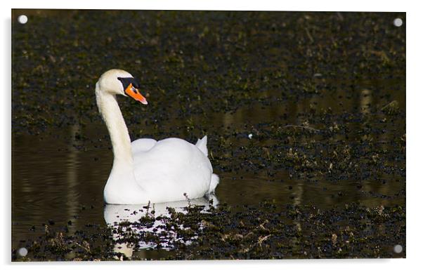 Swan Attitude Acrylic by simon plumridge
