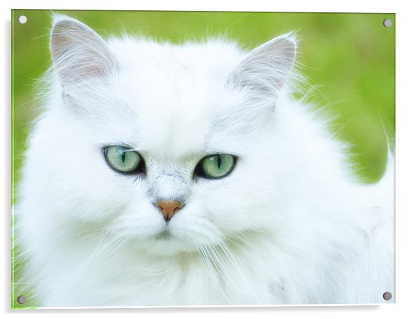 Persian Cat Acrylic by Paul Fisher