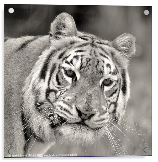 Tiger in Mono Acrylic by Martin Billard