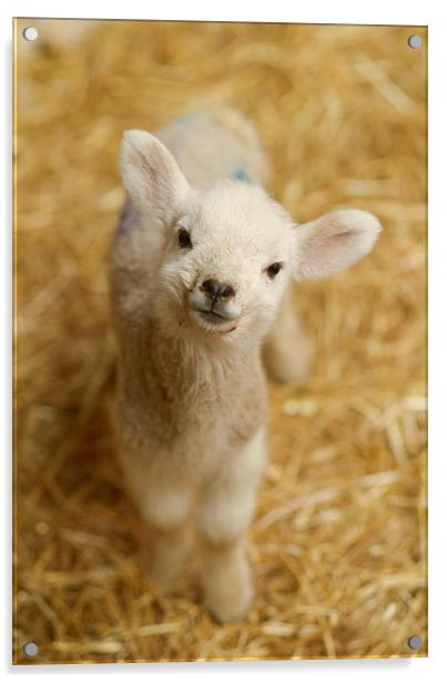  Baby Lamb Acrylic by Andrew Richards