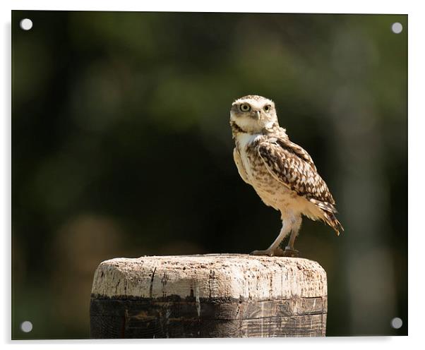  Burrowing owl Acrylic by Andrew Richards