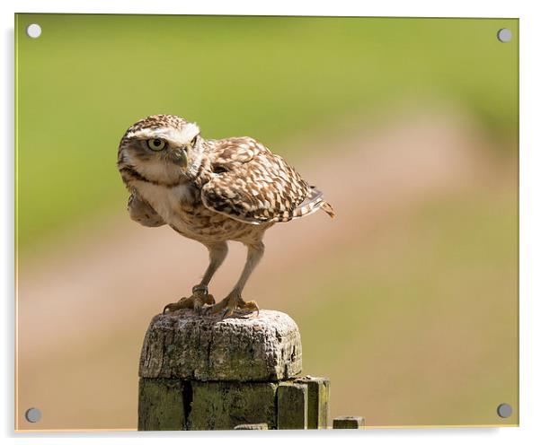  Burrowing owl Acrylic by Andrew Richards