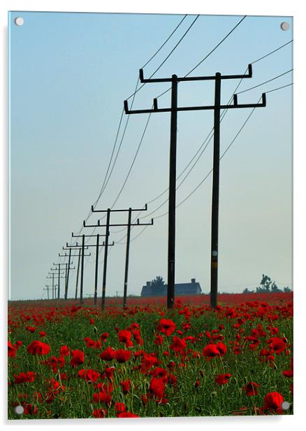 Wild Poppies And Telegraph Poles Acrylic by Noreen Linale