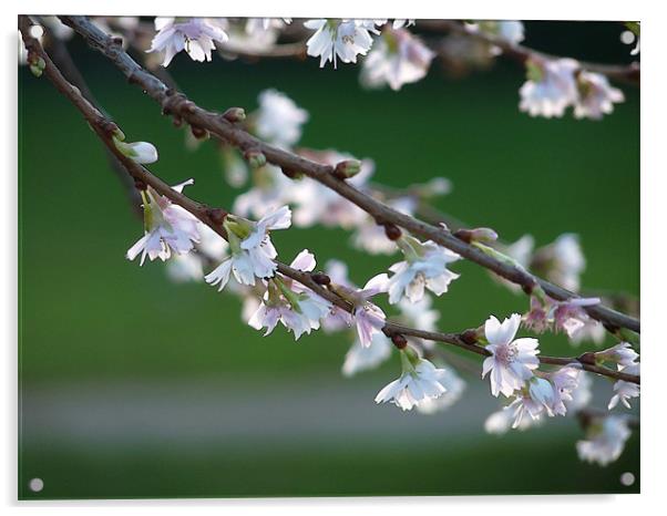 Blossom In January Acrylic by Noreen Linale