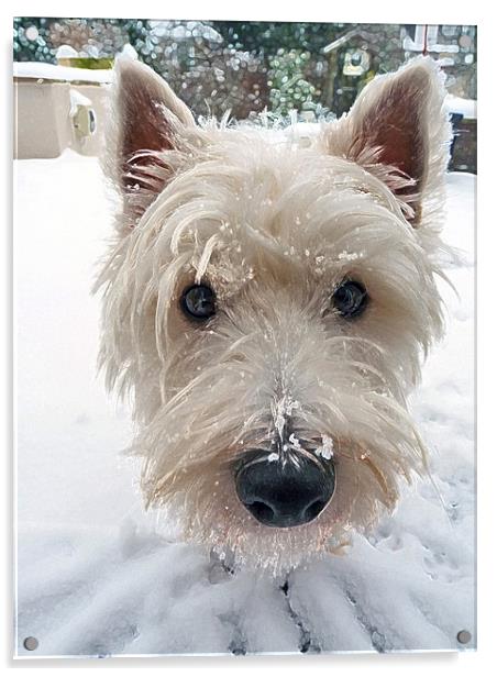 Our Westie Acrylic by Noreen Linale