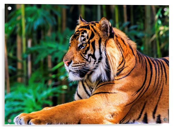 Regal Tiger Acrylic by Ray Shiu