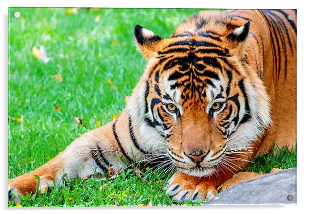 Pre-pounce Tiger Acrylic by Ray Shiu