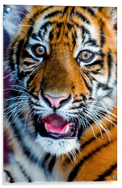 Baby Tiger Acrylic by Ray Shiu