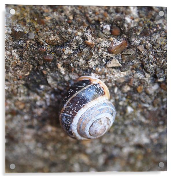 Snail on Stones Acrylic by Heidi Cameron
