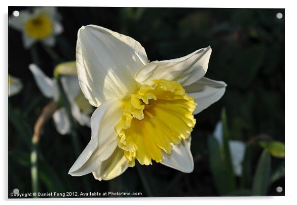 Yellow Dafodil Acrylic by Daniel Fong