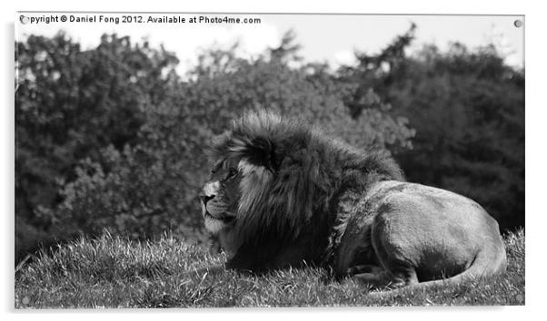 Lion Black and White Acrylic by Daniel Fong