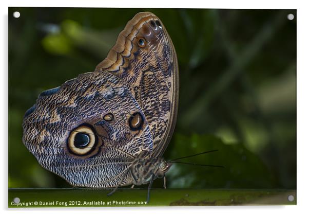 Tropical Owl Butterfly Acrylic by Daniel Fong