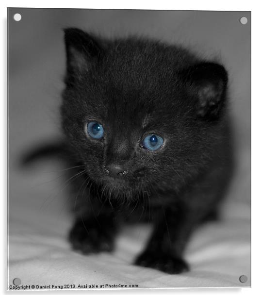 Cute pure black kitten Acrylic by Daniel Fong