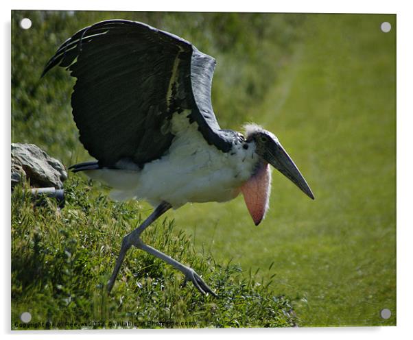 maribu stork Acrylic by kim Reeves