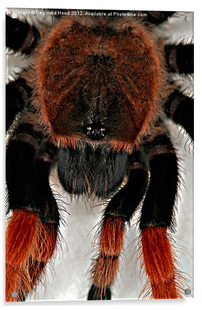 Mexican Red Knee Tarantula Acrylic by Reginald Hood