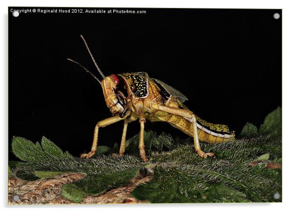 Locust Acrylic by Reginald Hood
